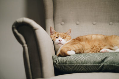 Portrait of cat sleeping on sofa at home
