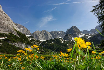 Yellow flowering plants and mountains against sky