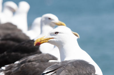 Seagull close up near to other seagulls resting on the seafront of the chilean coast