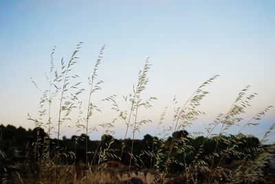 Scenic view of field against clear sky