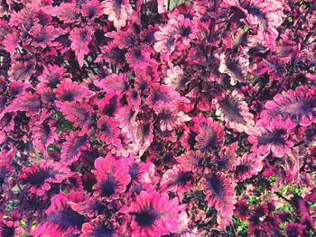 Full frame shot of pink flowering plants