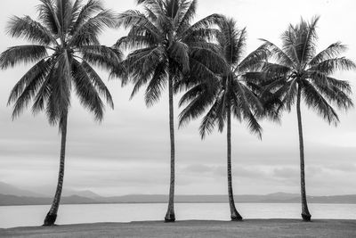 Palm trees on beach against sky