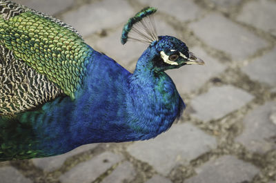 Close-up of peacock