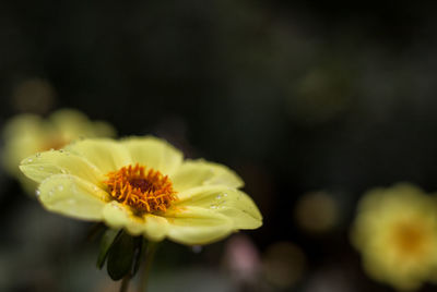 Close-up of yellow flower blooming outdoors