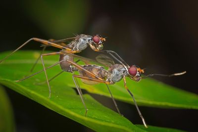 Close-up of insects mating on leaf