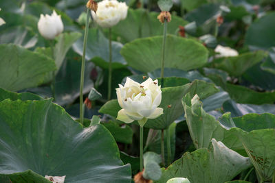 Close-up of white flowering plant