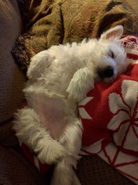 Close up of sleeping cat