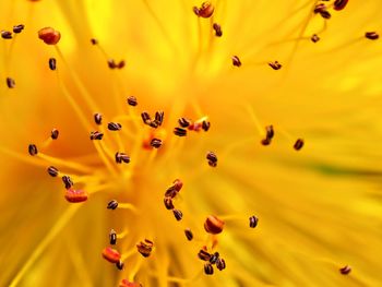 Full frame shot of yellow flowering plants