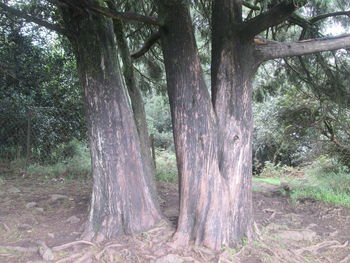 Trees in forest