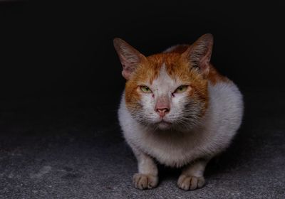Portrait of ginger cat against black background