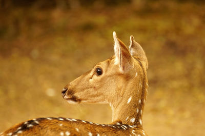 Close-up of deer