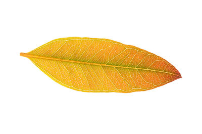 Close-up of yellow leaf against white background