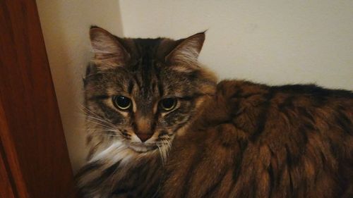 Close-up portrait of cat