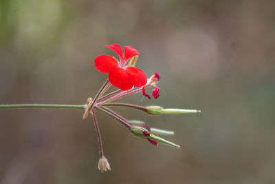 Close-up of red flower against blurred background