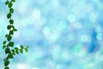 Close-up of plants against blurred background
