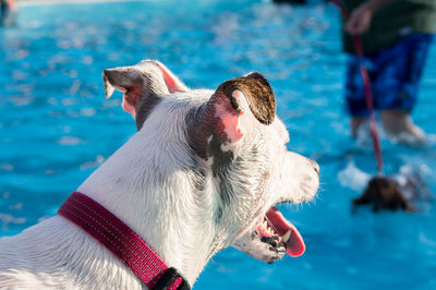 Close-up of dog by water