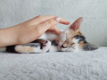 Little cat sleeping with human hand