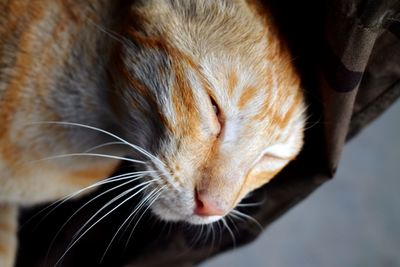 Close-up of cat with eyes closed