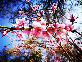 Low angle view of cherry blossoms in spring