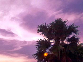 Low angle view of palm trees against cloudy sky