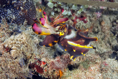 Fish swimming in sea