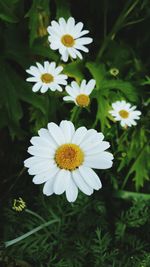 High angle view of white flowers blooming outdoors