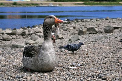 Goose and pigeon at lakeshore
