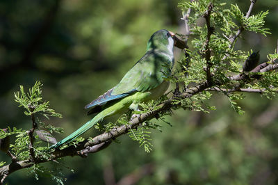 Bird perching on a branch