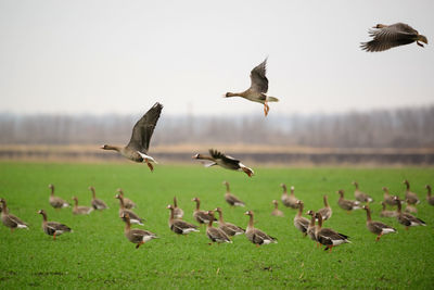 Flock of birds flying