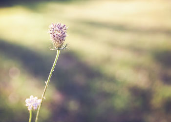 Close-up of flower blooming outdoors