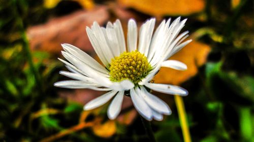 Close-up of daisy flowers