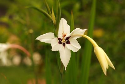 Close-up of white flowering plant