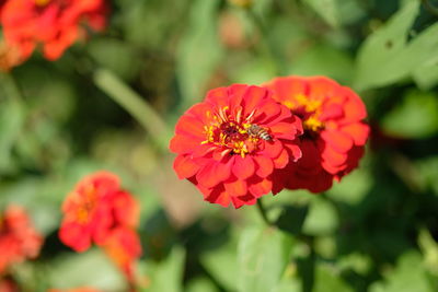 Close-up of red rose on plant