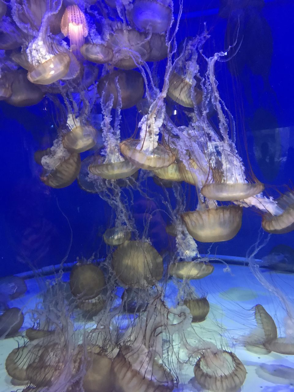 JELLYFISH IN SEA