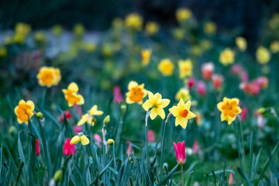 Close-up of fresh yellow flowers in field