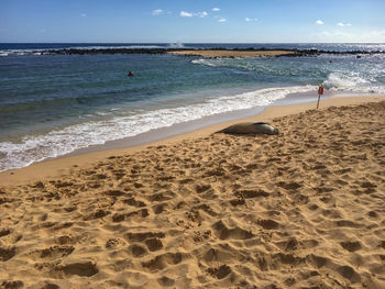 A hawaiian monk seal is lying at poipu beach on the hawaiian island of kauai, usa