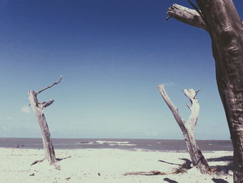 Dead tree on beach against clear blue sky