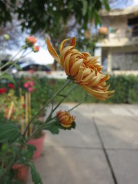 Close-up of orange flowers blooming outdoors