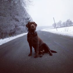 Dog looking away in car on road during winter