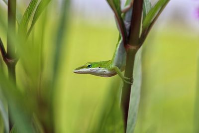 Close-up of lizard on leaf