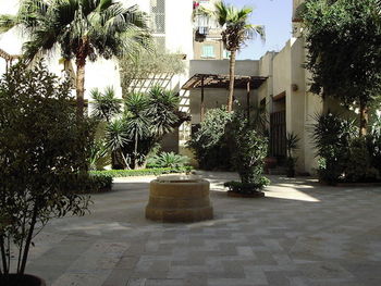 Potted plants on footpath by palm trees outside house