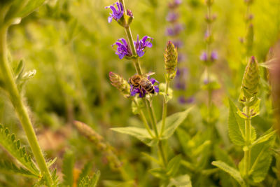 Close-up of bee pollinating on purple flower