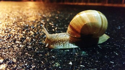 Close-up of snail