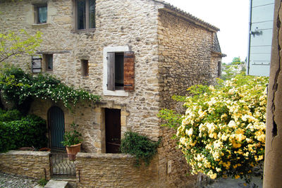 Close-up of ivy growing on house