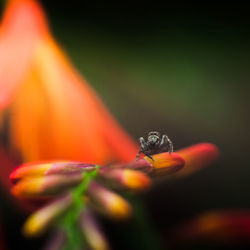 Tiny spider on flower