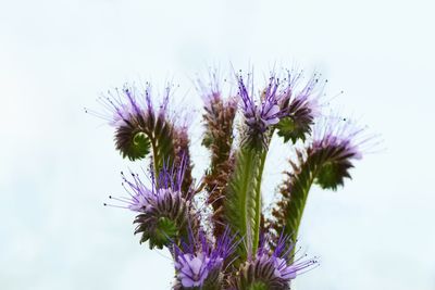 Close-up of thistle blooming against sky