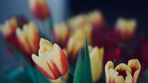 Close-up of tulips