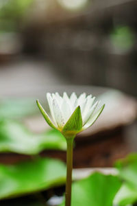 Lotus blossom with freshness of nature in garden.