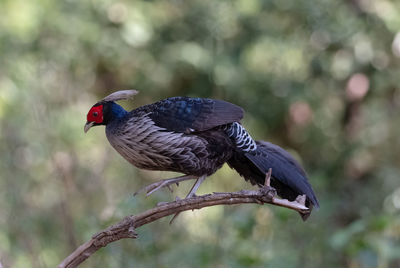 Close-up of bird perching on branch