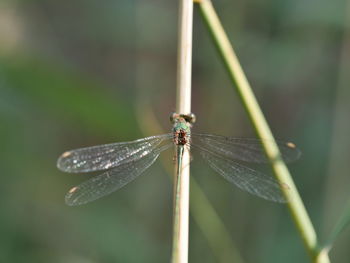 Close-up of damselfly on plant